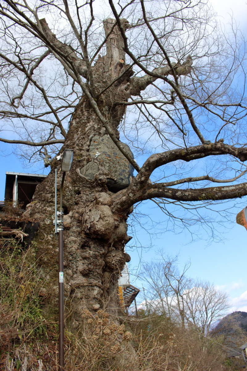 天然記念物、樹齢600年の「神代ケヤキ」