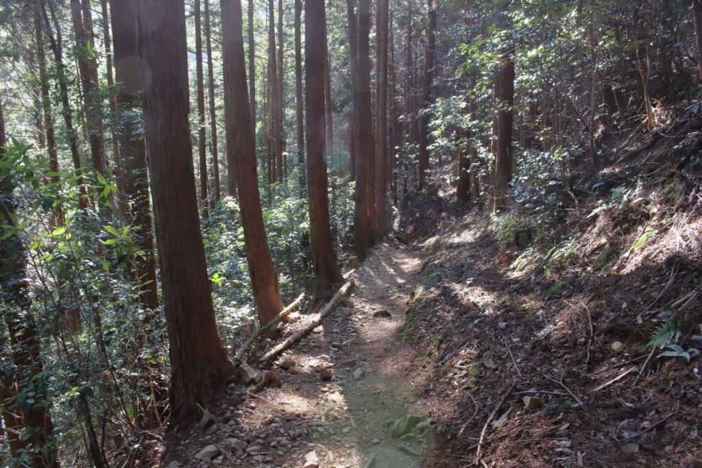 木々に覆われた登山道、危険なところはなく歩きやすい道です