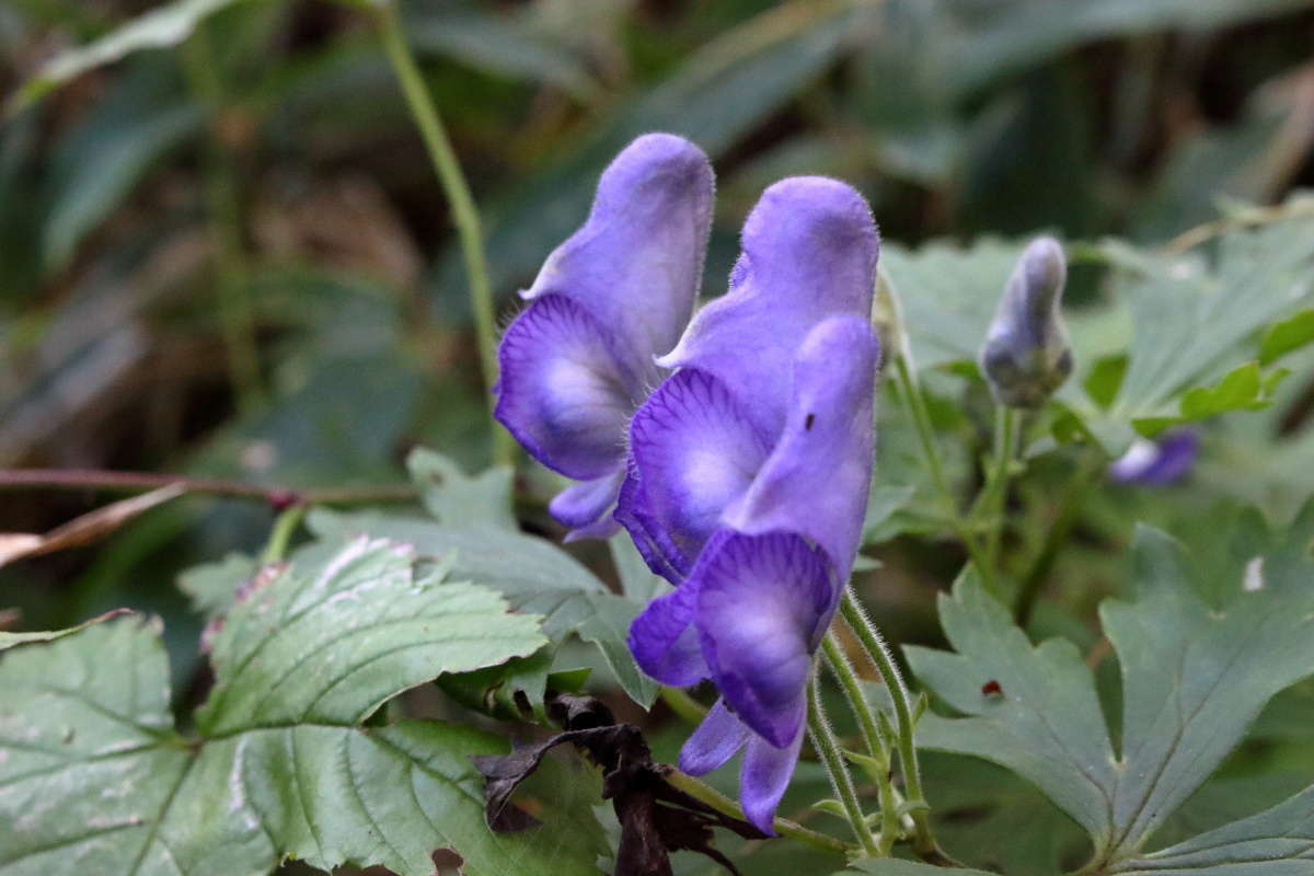 登山道脇には紫色が鮮やかな「トリカブト」の花！