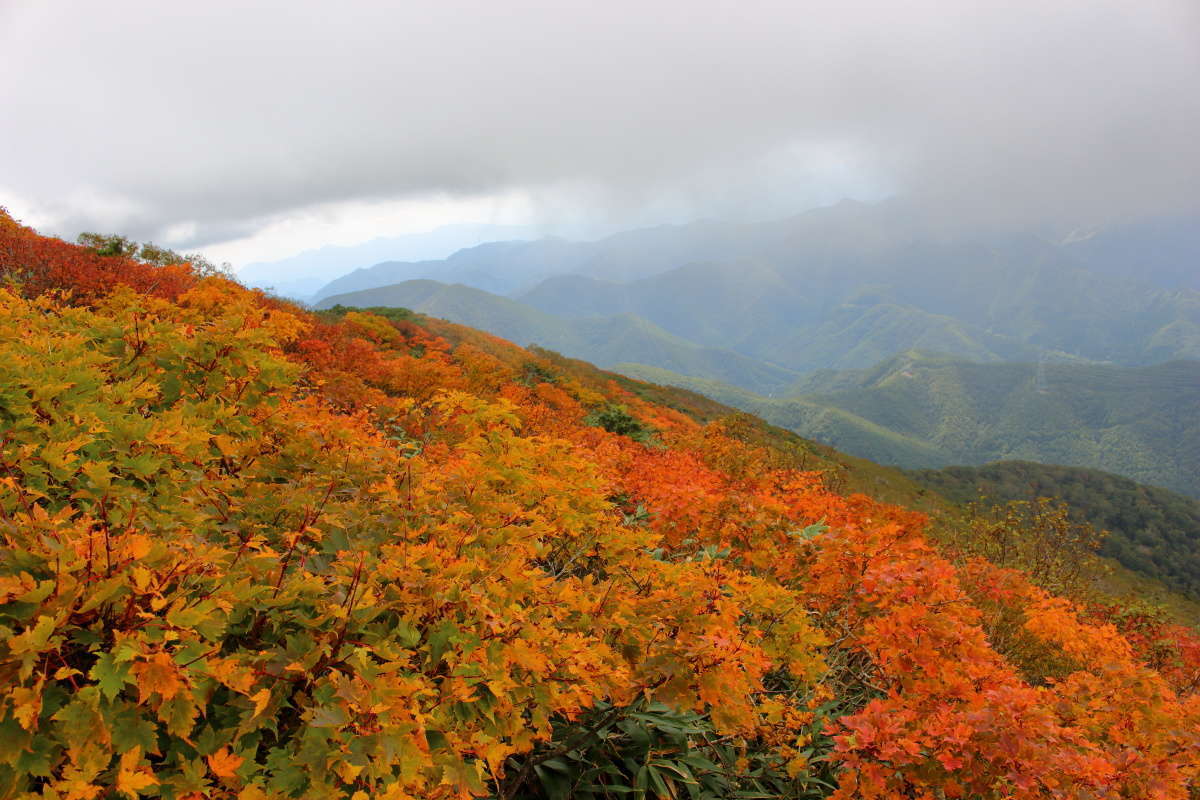 平標山山頂直下は紅葉真っ盛り！